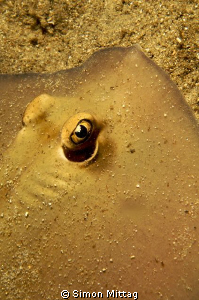 Stingray by Simon Mittag 